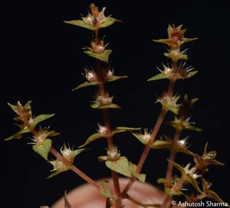 rotala eflora  india