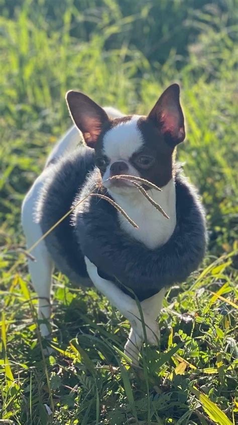 Chien Chihuahua Roxy Des Anges De Luna