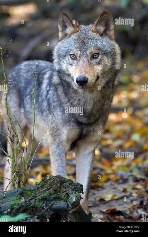 Timber wolf hunting in the forest Stock Photo - Alamy