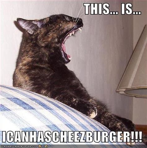 This Is Icanhascheezburger Lolcats Lol Cat Memes Funny