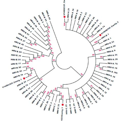 Phylogenetic Analysis Of Hrvs Based On The Vp Vp Region Nucleotide