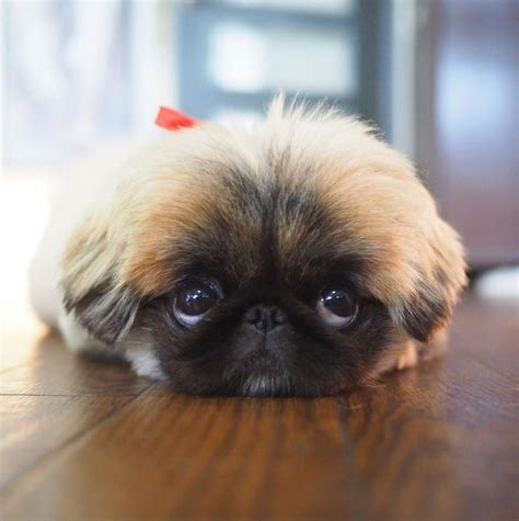 Pekingese Eyes Animali Carini Cuccioli Animali