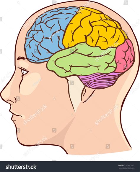 Brain Anatomy Diagram Sectioned Different Colours Stock Vector (Royalty ...