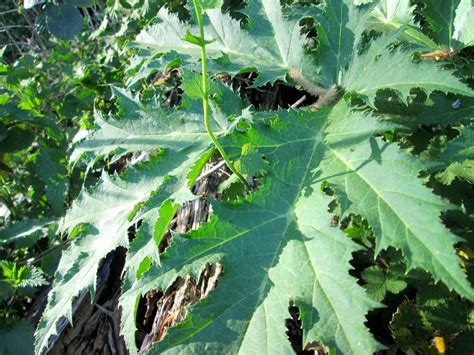 Riesen B Renklau Heracleum Mantegazzianum Invasiv Am Saarbach In