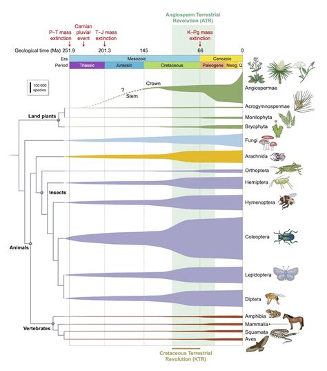 November: Flowering plants evolution | News and features | University ...