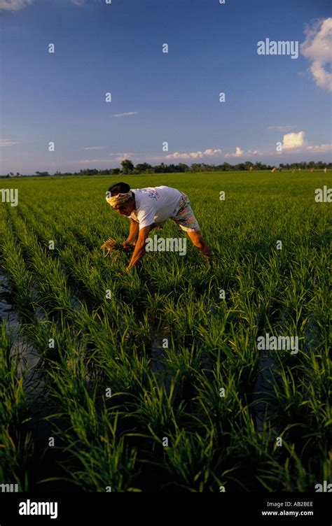 Farmer Planting Rice In A Field Carmona Philippines Stock Photo Alamy