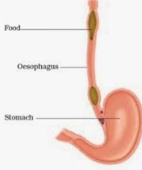 7 What Is Peristalsis Explain With The Help Of Diagram