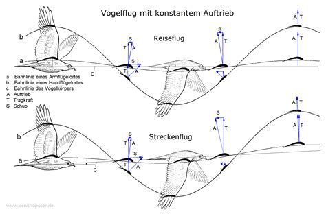 Wie Ornithopter Fliegen Das Flugprinzip