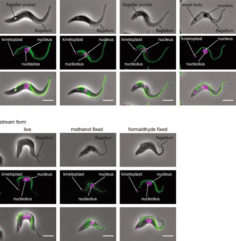 Representative Micrographs Of Procyclic And Bloodstream Form T Brucei