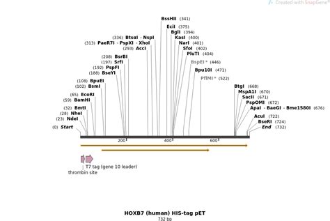 Addgene Hoxb Human His Tag Pet Sequences