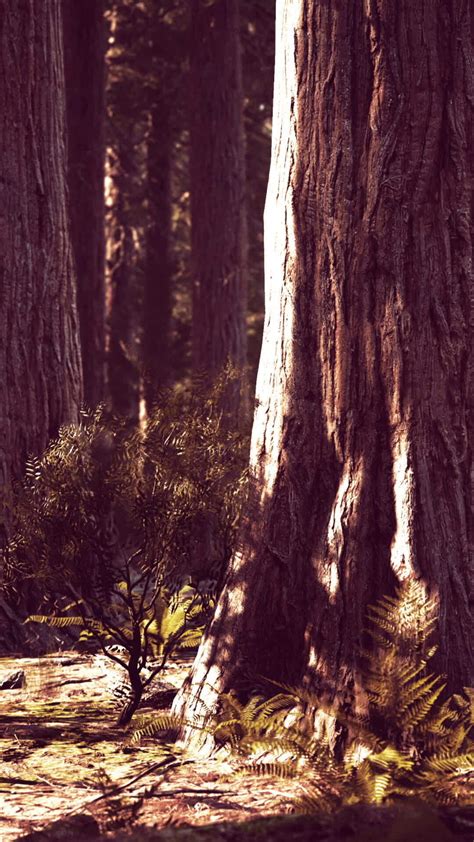 famous Sequoia park and giant sequoia tree at sunset 46487945 Stock ...