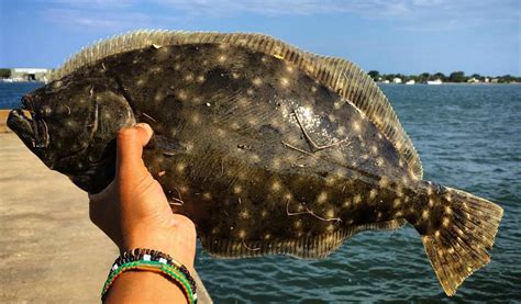 How To Catch Flounder Plus Free Pdf Catch Card