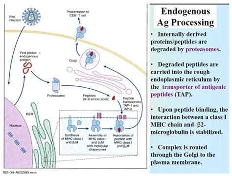 Chapter 22 Part 2 Adaptive Immunity Flashcards Quizlet