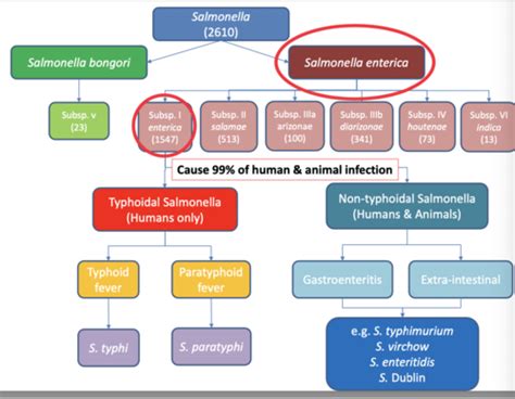 Gram Negative Bacilli Salmonella Shigella Helicobacter Flashcards