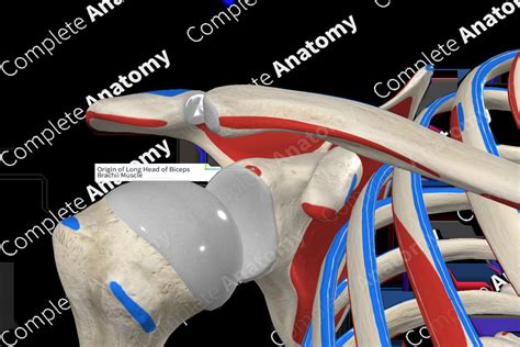 Origin of Long Head of Biceps Brachii Muscle | Complete Anatomy