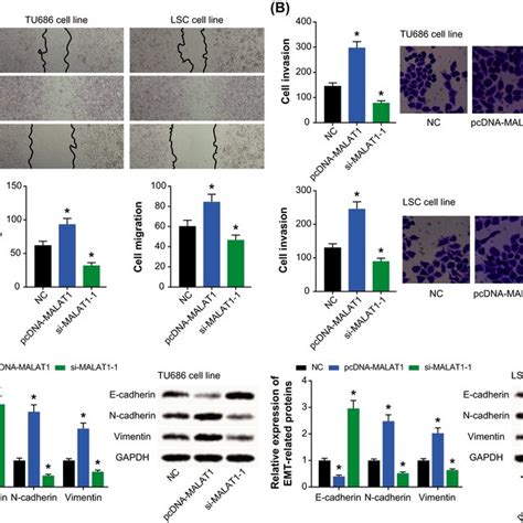 Effects Of MALAT1 On Viability A Proliferation B And Apoptosis