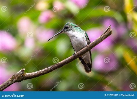 Violetear Espumante Verde E Azul Beija Flor Voando Ao Lado De Uma Bela