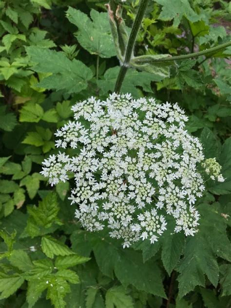 Celery flowers | Celery flower, Flowers, Garden design