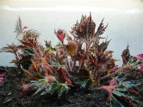 Nouveau Terrarium De Bégonias Hybrides Rhizomateux Paris Côté Jardin