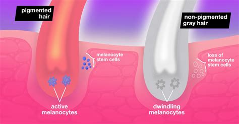 Why Does Hair Go Gray? | K18 Hair