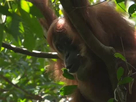 Mengenal Taman Nasional Gunung Leuser Tempat Berlindung Mamalia