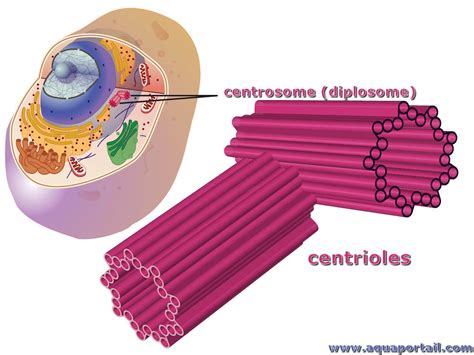 Centrosome Centrioles | Hot Sex Picture