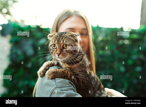 Jolie Jeune Femme Blonde Souriante Tient Un Chat Cossais Aux Yeux Verts Dans Ses Bras Et L