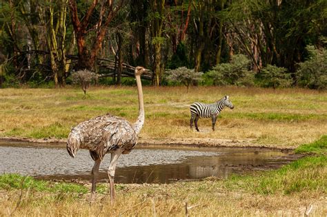 An Ostrich Struthio Camelus And Plains License Image