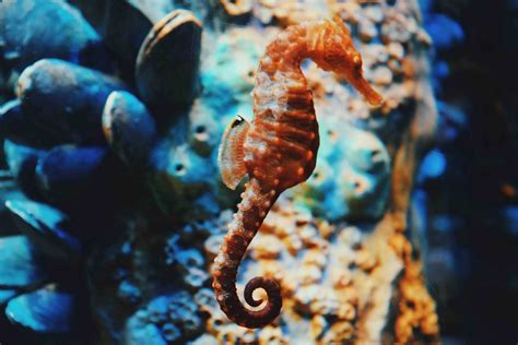 Seahorse Wallpapers 4k Hd Seahorse Backgrounds On Wallpaperbat