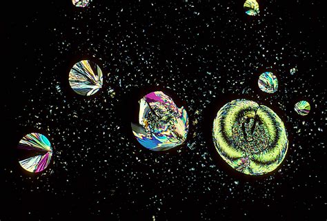 Crystals of hippuric acid | Nikon’s Small World