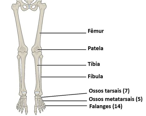 Ossos Membros Inferiores