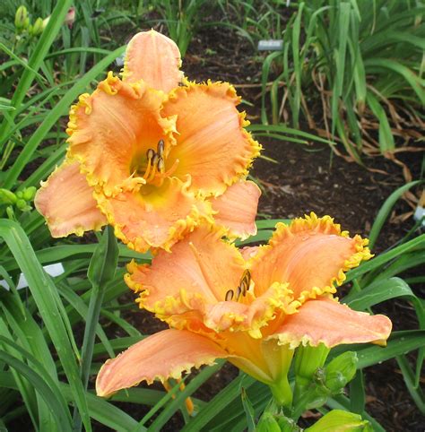 Stardreamer Daylilies HORNY DEVIL