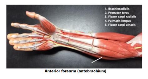 Anterior Forearm Diagram Quizlet