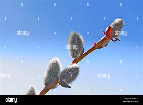 Close Up Of Pussy Willows As A Spring Symbol Stock Photo Alamy