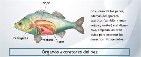 Funciones Vitales De Los Seres Vivos