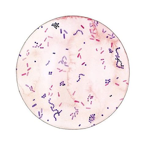 Listeria monocytogenes gram stain information | Trending