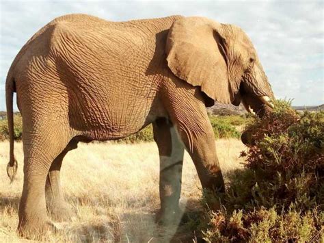 Parco Nazionale Amboseli Tour Di Un Giorno Intero Da Nairobi