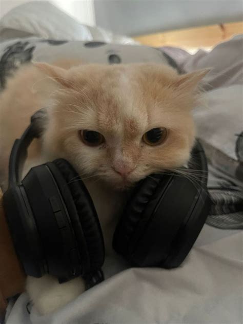 An Orange Cat Wearing Headphones On Top Of A Bed