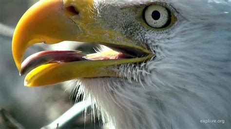 Raptor Resource Project: Bald Eagle and Bird of Prey Cams