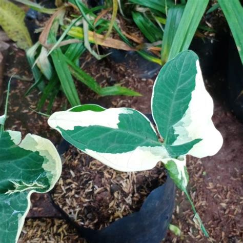 Jual Tanaman Hias Caladium Kantong Semar Keladi Kantong Semar Shopee