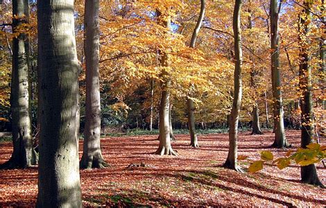 BBC - Berkshire - Nature - In pics: Berkshire countryside