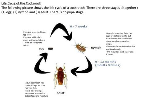 Life cycles of insects