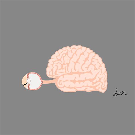 Being able to see requires your eyes, optic nerve, thalamus and