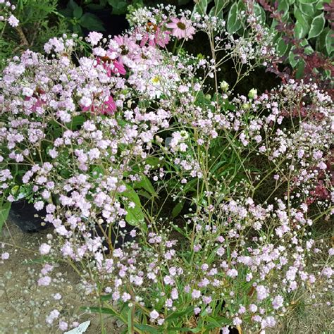 Gypsophila Paniculata My Pink Baby S Breath My Pink In Gardentags