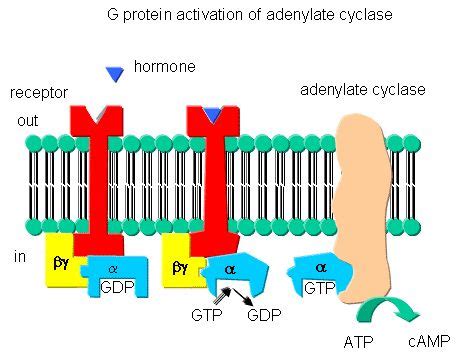 Activation of Adenylate Cyclase - ReagankruwJohns