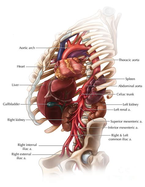 Branches Of The Abdominal Aorta Photograph By Evan Oto Fine Art America