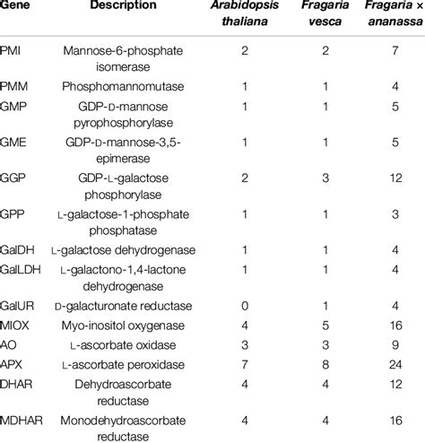 Number Of Predicted Genes Encoding Enzymes Of Ascorbic Acid Asa