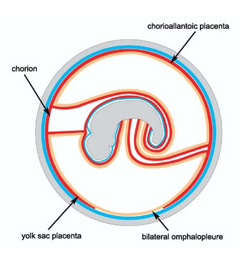 Eutherian Fetal Membranes The Embryo Is Enclosed In The Amnion