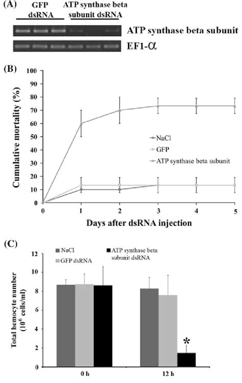 A In Vivo Gene Silencing Of The Atp Synthase Beta Subunit Transcript