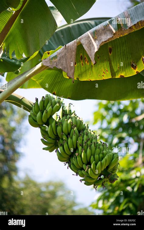 Planta De Platano Isoaselyna